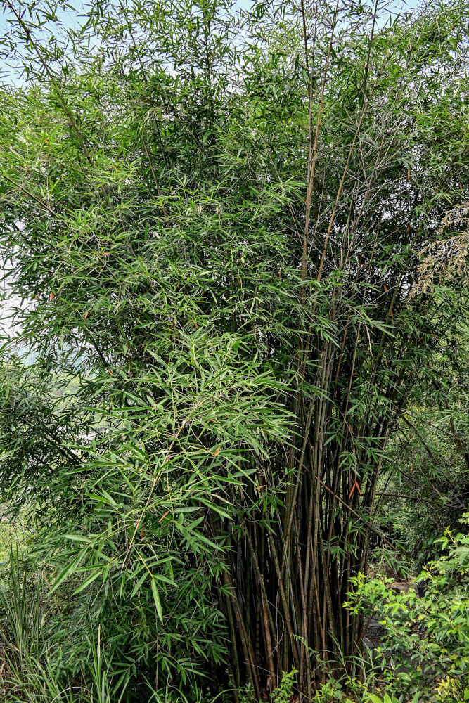 Изображение особи Phyllostachys pubescens.