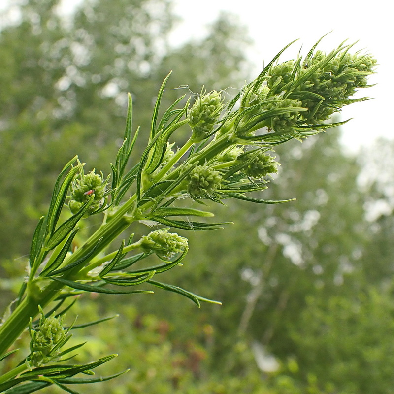 Image of Thalictrum amurense specimen.