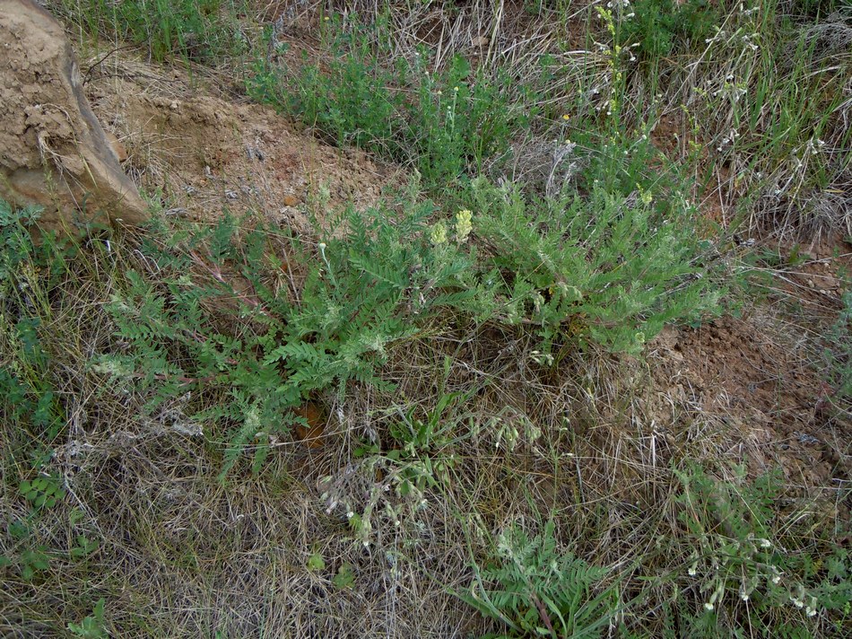 Изображение особи Oxytropis pilosa.