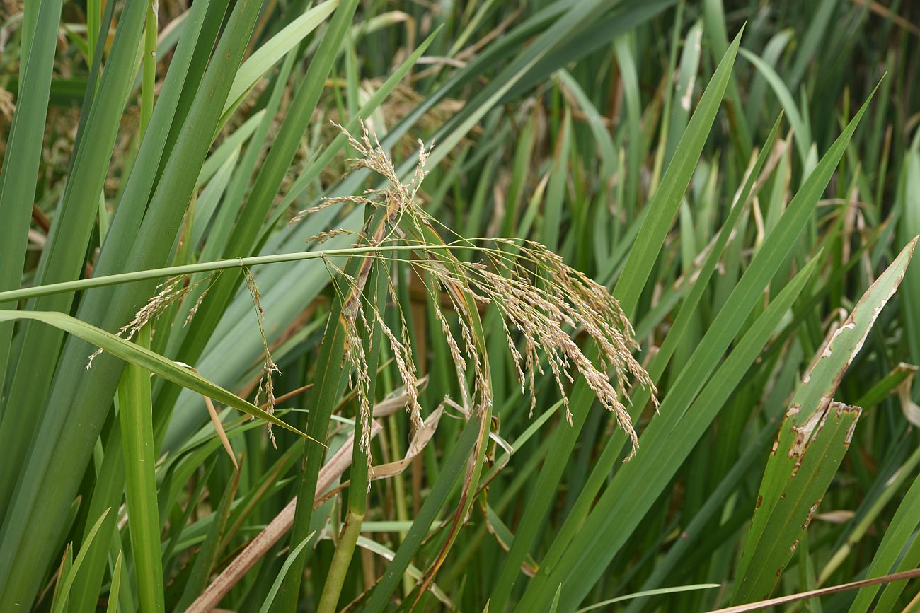 Image of Glyceria maxima specimen.