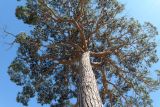 Pinus pityusa