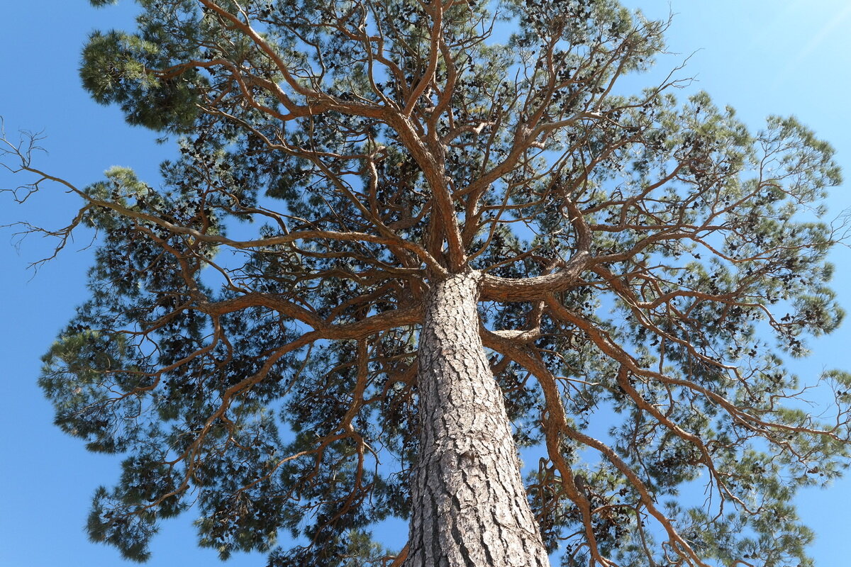 Изображение особи Pinus pityusa.