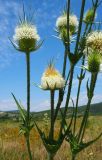 Dipsacus laciniatus