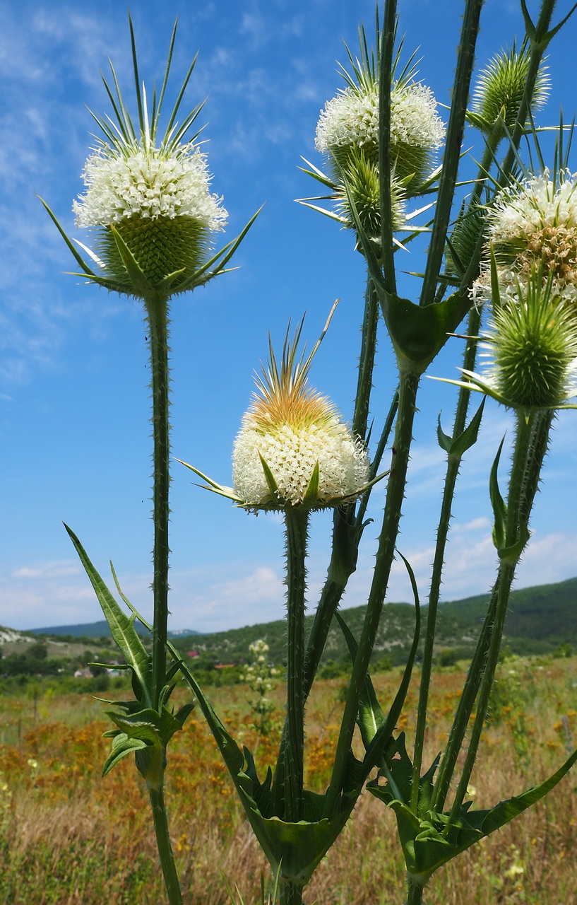 Image of Dipsacus laciniatus specimen.