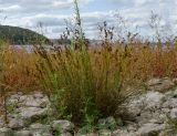 genus Juncus. Плодоносящее растение на фоне зарослей Persicaria. Самарская обл., Ставропольский р-н, окр. с. Жигули, Молодецкий курган, берег зал. Жигулёвская Труба, каменная россыпь. 7 сентября 2023 г.