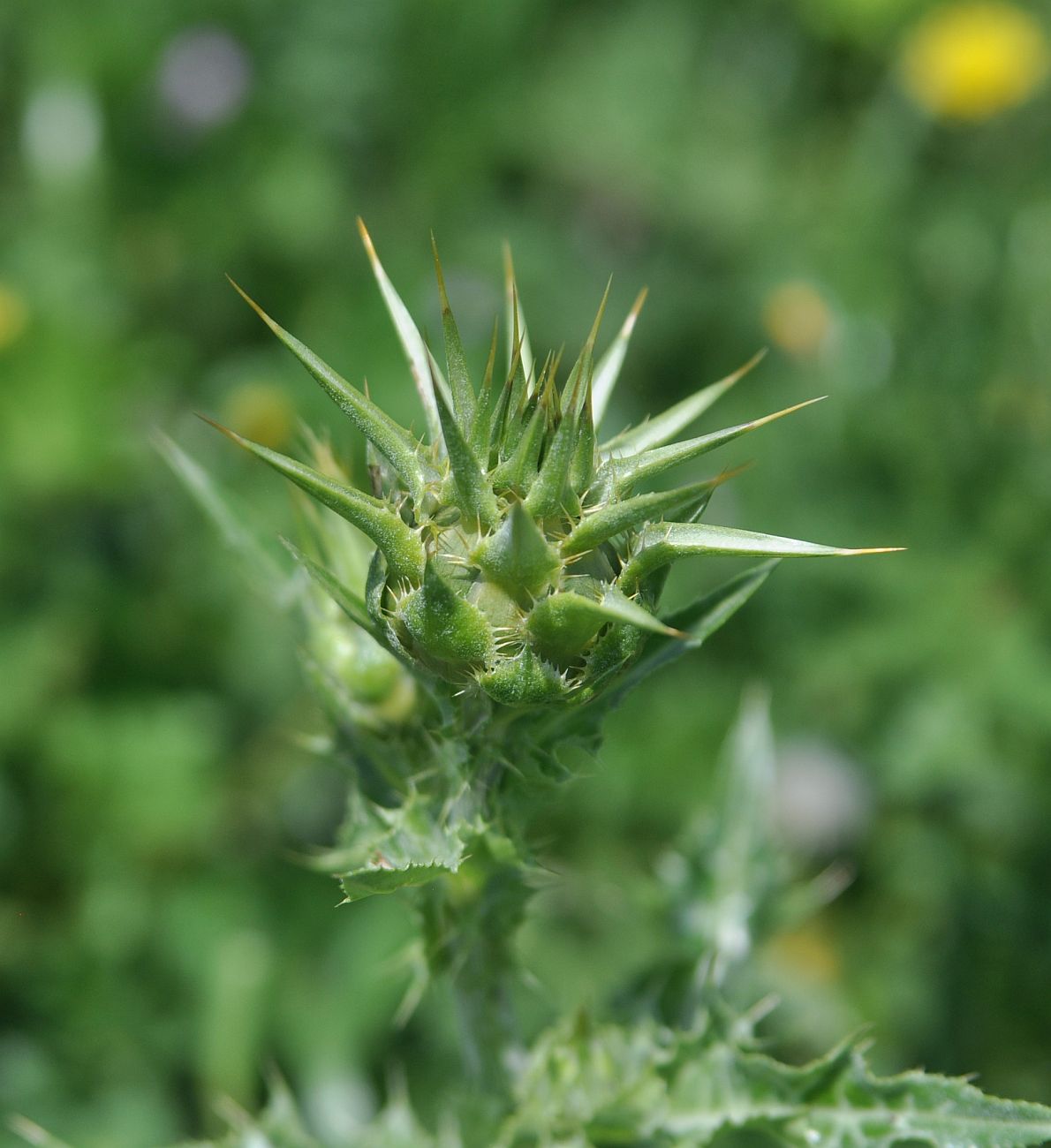 Изображение особи Silybum marianum.