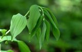 Polygonatum odoratum. Верхушка побега расцветающего растения. Брянская обл., г. Брянск, долина р. Десна, широколиственный лес. 02.05.2024.