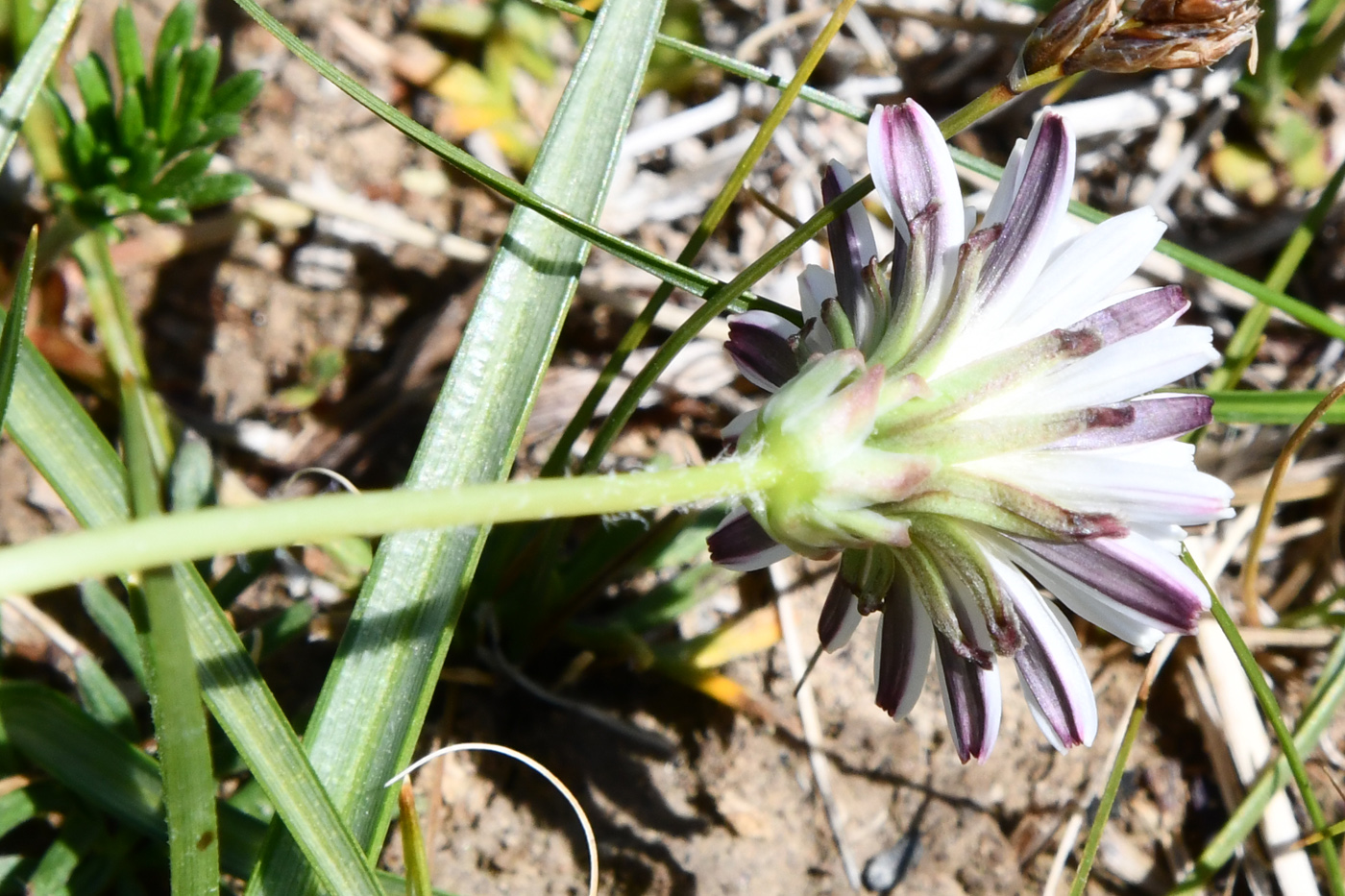 Изображение особи Taraxacum candidatum.