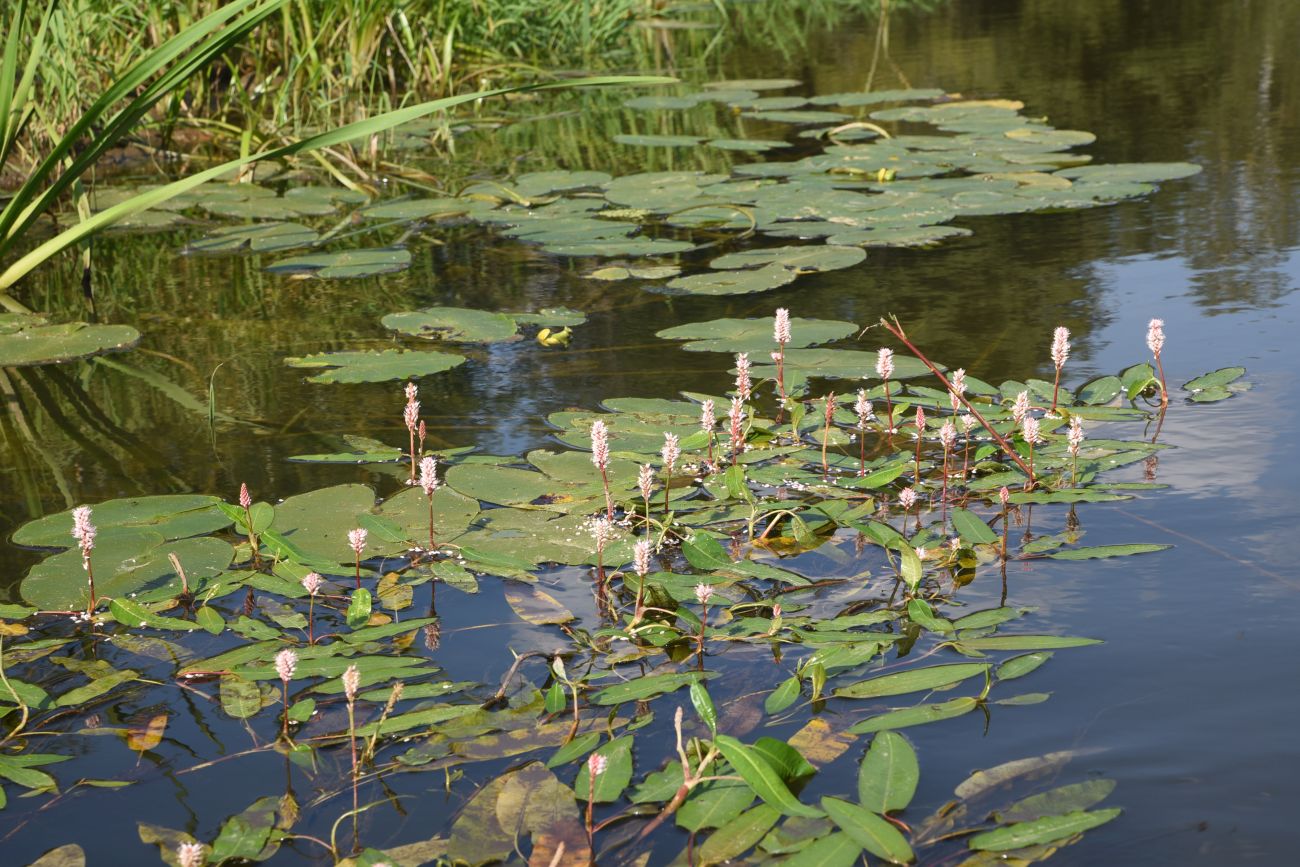 Image of Persicaria amphibia specimen.