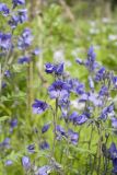 Polemonium chinense