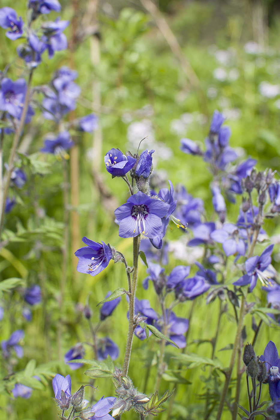 Image of Polemonium chinense specimen.