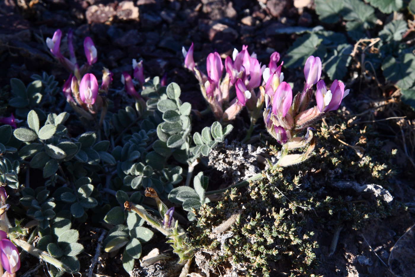 Image of Astragalus petraeus specimen.