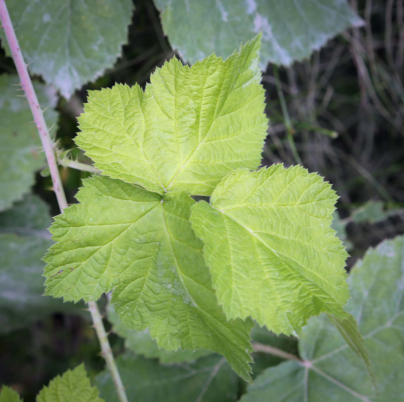 Изображение особи Rubus caesius.