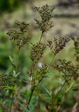 Filipendula ulmaria. Верхушки побегов с соплодиями. Московская обл., Волоколамский гор. округ, дол. р. Каменка, влажный участок на берегу реки. 17.08.2024.