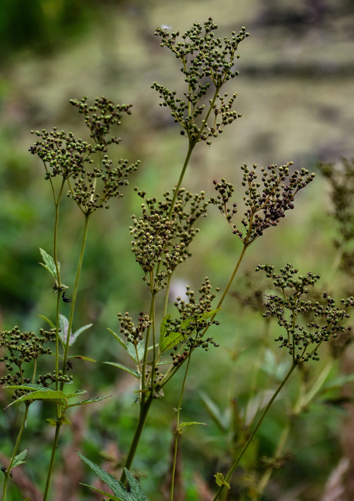 Image of Filipendula ulmaria specimen.