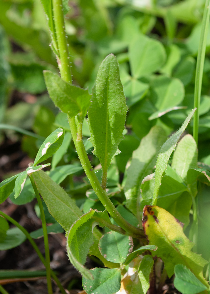 Image of Chorispora tenella specimen.