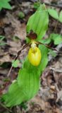 Cypripedium calceolus