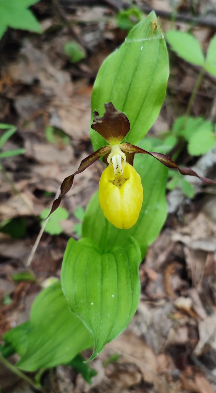 Изображение особи Cypripedium calceolus.