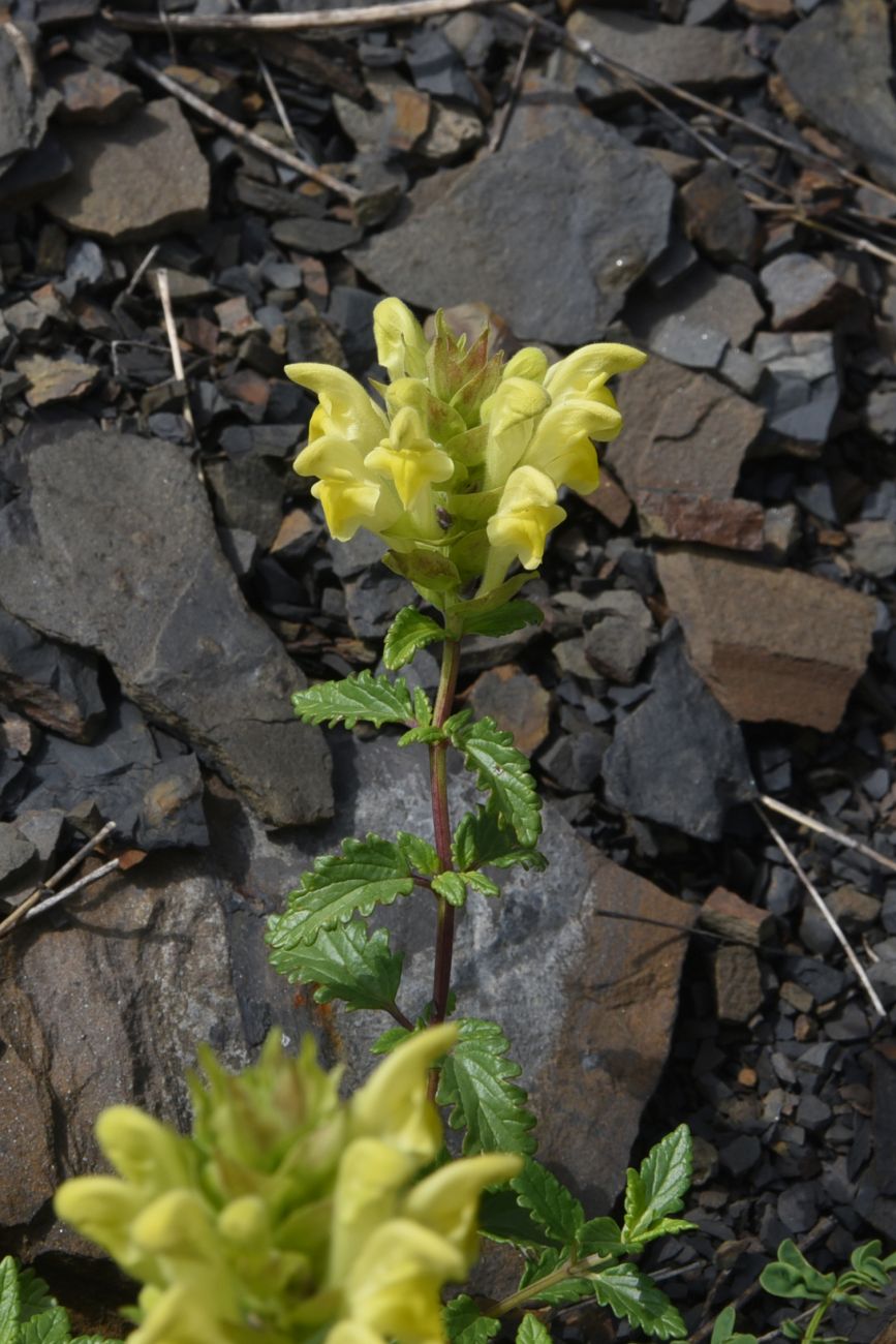 Image of Scutellaria raddeana specimen.