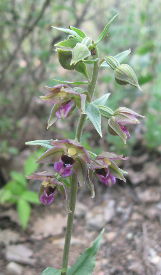 Изображение особи Epipactis helleborine.