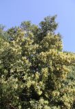 Quercus ilex. Крона цветущего взрослого дерева. Италия, Тоскана, Монте-Аржентарио. 12.04.2011.
