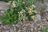 View full-size image Trifolium polyphyllum
