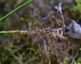 View full-size image Carex digitata