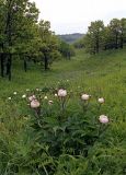 Paeonia lactiflora