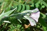View full-size image Convolvulus lineatus