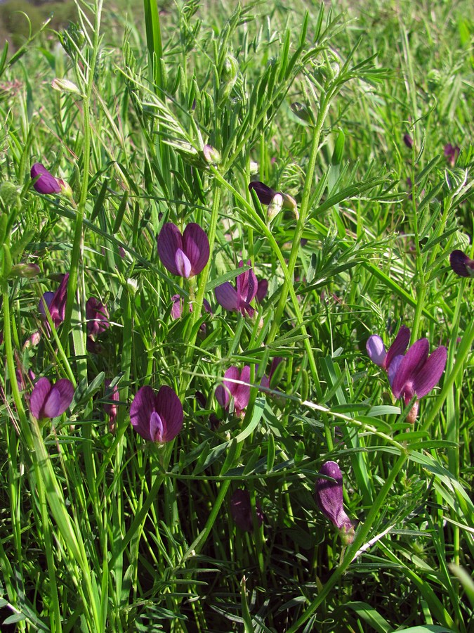 Image of Vicia peregrina specimen.