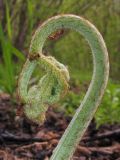 Pteridium subspecies sibiricum