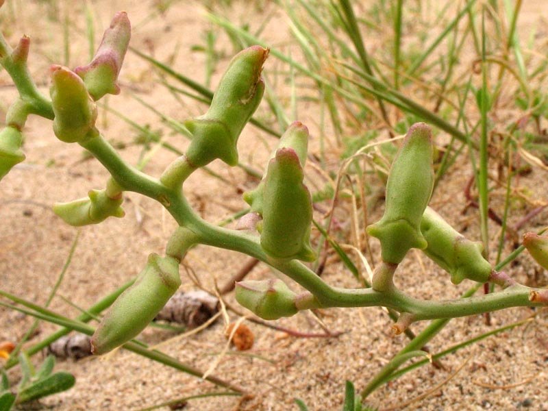 Image of Cakile maritima specimen.