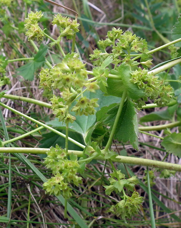 Image of genus Alchemilla specimen.