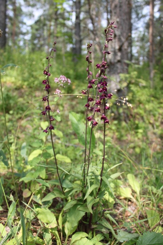 Image of Epipactis atrorubens specimen.