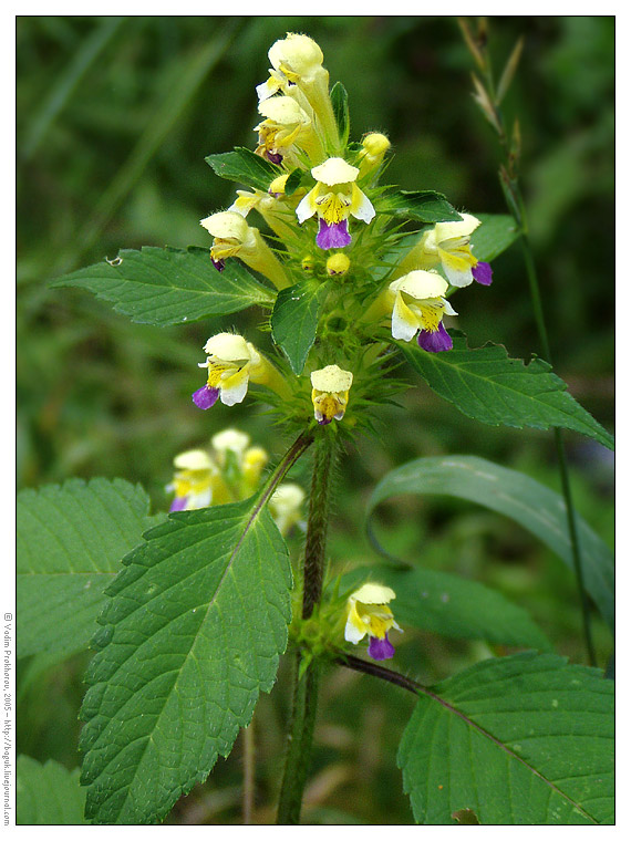 Image of Galeopsis speciosa specimen.