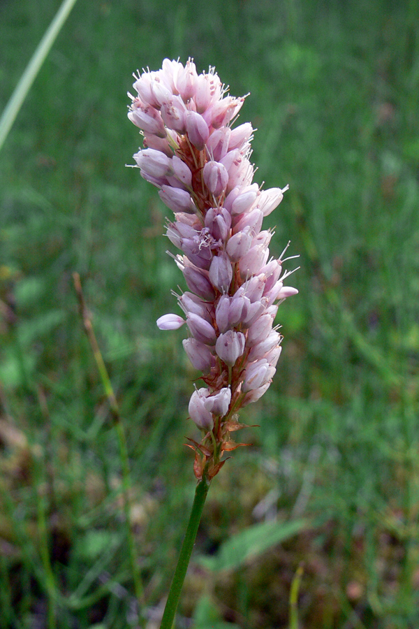 Image of Bistorta officinalis specimen.