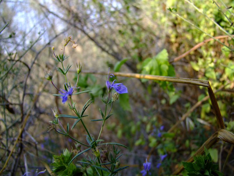 Изображение особи Teucrium procerum.