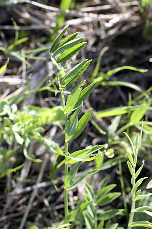 Изображение особи Astragalus hissaricus.