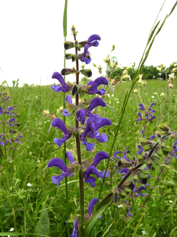 Изображение особи Salvia pratensis.