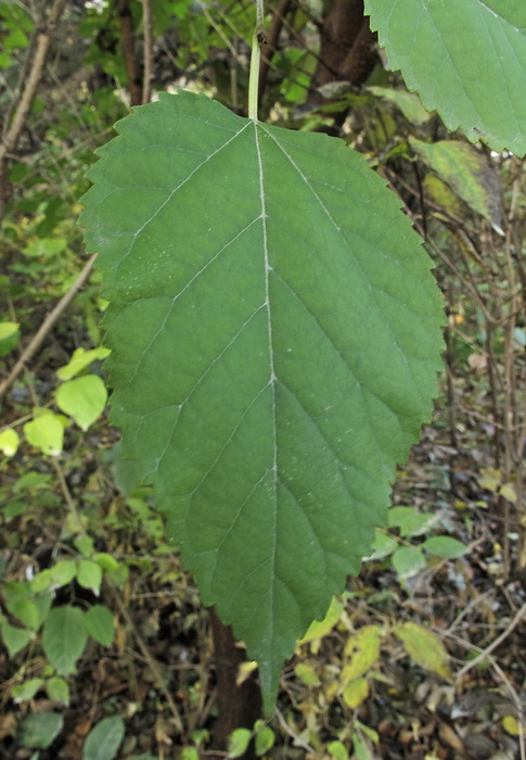 Изображение особи Morus alba.