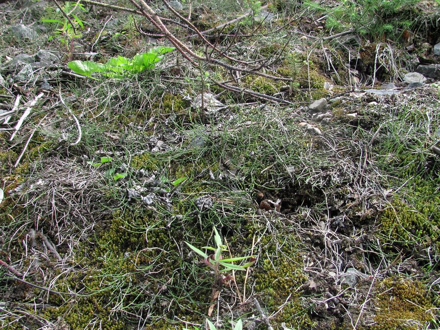 Image of Equisetum scirpoides specimen.