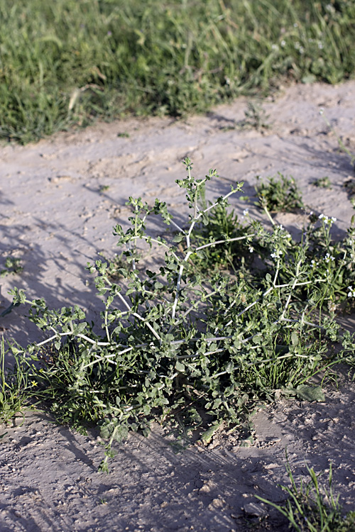 Image of Centaurea belangeriana specimen.