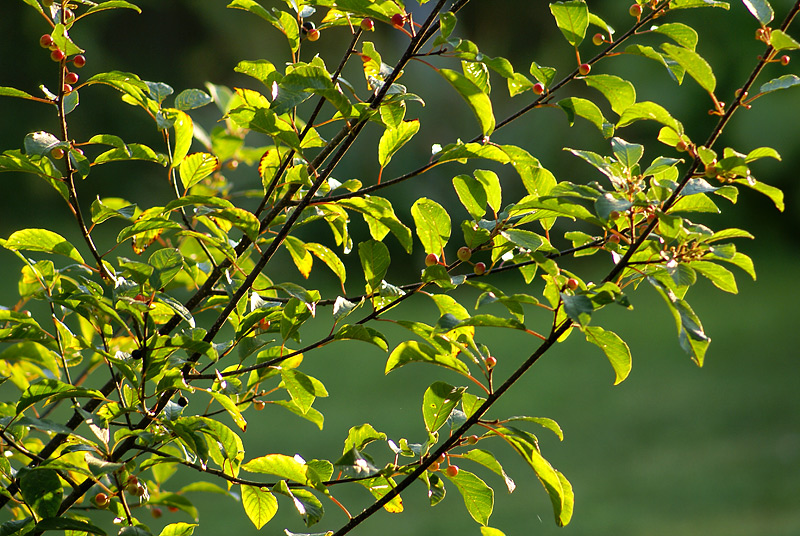 Изображение особи Frangula alnus.