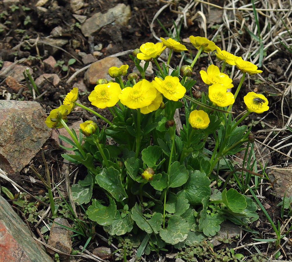 Изображение особи Ranunculus alberti.