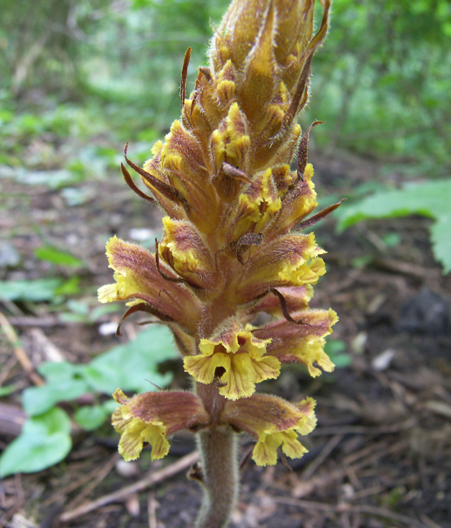 Изображение особи Orobanche laxissima.