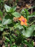 Anagallis arvensis