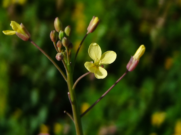 Image of Brassica sisymbrioides specimen.