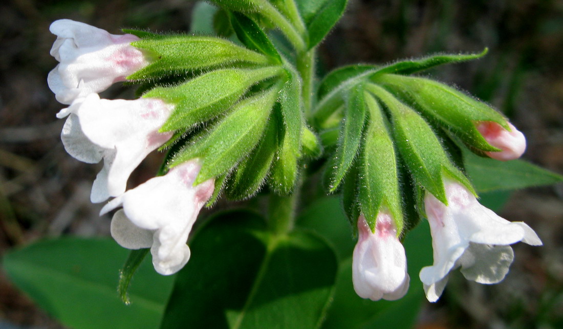 Image of Pulmonaria mollis specimen.