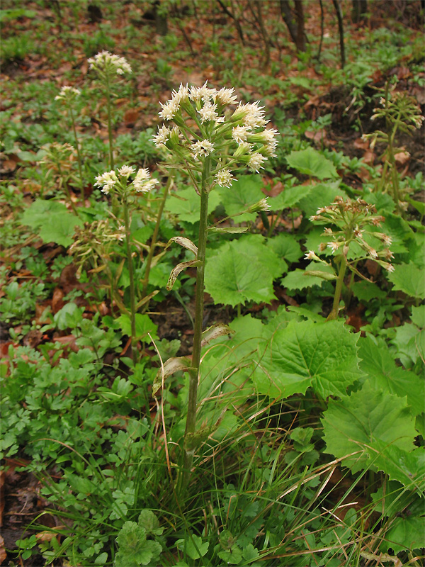 Image of Petasites albus specimen.