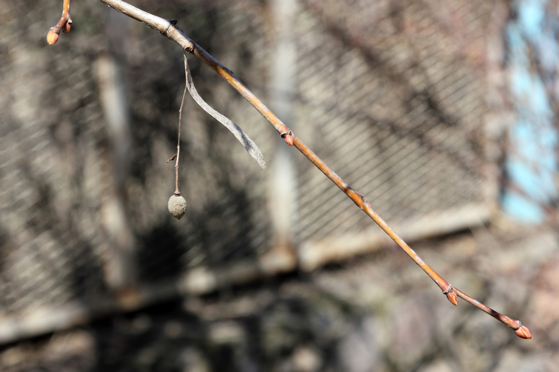 Image of Tilia begoniifolia specimen.